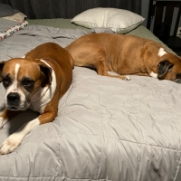 Hate to leave your pet alone all night? We will be glad to stay in your home from 6:00 p.m. – 8:00 a.m. If you need a midday break, that will be treated as a visit and be charged accordingly. Your home will look occupied and pets will be able to have their normal routine. Snuggling in bed with your pets is no extra charge!